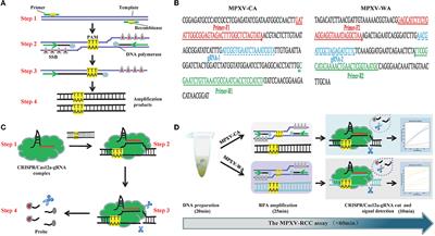 Rapid, sensitive, and highly specific detection of monkeypox virus by CRISPR-based diagnostic platform